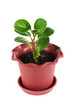 ficus plant
