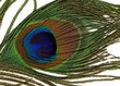 macro shot of  feather