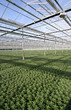 Greenhouse Plants