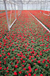 Greenhouse Flowers