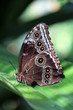 Eyes of the Butterfly