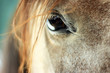 Horse's Eye