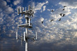 Geese And Tower