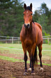 cavallo