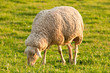 White ewe grazing