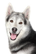 Adorable dog