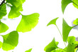 Fresh Leaves Ginkgo