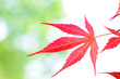 Red leaves