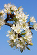 Blüten der Schlehe (Prunus spinosa, Blackthorn, Sloe)