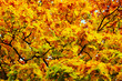 autumn leafs