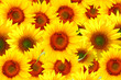 field of sunflowers