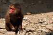 Tierquälerei in Vietnam, Affe an der Kette