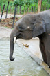 the balck elephant at the wildlife park the balck elephant at the wildlife park
