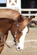 western barrel horse
