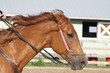 barrel horse