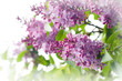 Lilacs
