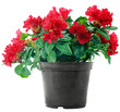 Red flowers in a plastic pot on a white background