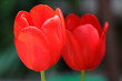 Tulipano