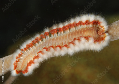 Foto: Feuerwurm, Hermodice carunculata Feuerwurm, Hermodice carunculata