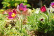 Pulsatilla