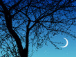 Night branches Night branches
