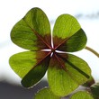 cloverleaf  -  trifolium
