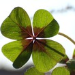 cloverleafs  -  trifolium