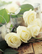 rose blanche