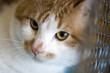 Sad red cat breeds bobtail in a cage at the exhibition