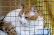 Sad red cat breeds bobtail in a cage at the exhibition