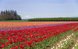 Mountain Valley Tulip Field