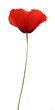 Coquelicot
