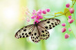 Rice Paper Butterfly