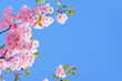 Kirschblüte rosa - cherry blossom 21
