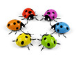 Ladybird on a white background.