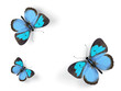 Butterfly - 3d render illustration on white background. Butterfly - 3d render illustration on white background.