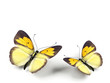 Butterfly - 3d render illustration on white background. Butterfly - 3d render illustration on white background.