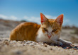 little kitten