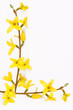blütenhintergrund,forsytie