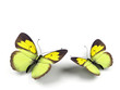 Butterfly - 3d render illustration on white background. Butterfly - 3d render illustration on white background.