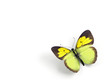 Butterfly - 3d render illustration on white background. Butterfly - 3d render illustration on white background.