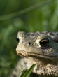 rana
