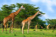 Family of wild giraffes Family of wild giraffes