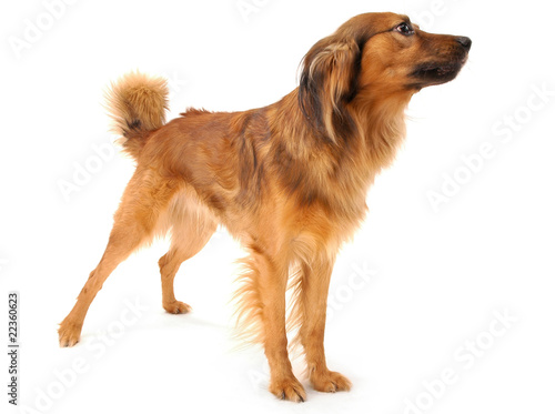 Photo: Foxy dog. Foxy dog.
