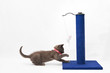 Grey kitten playing with a scratching post on a white background