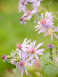 Flowers Lavandia