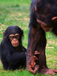 Baby chimp with mother Baby chimp with mother