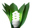 fluorescence lamp in green leaves of isolated on a white backgro