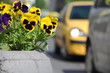 Yellow car and yellow violet Yellow car and yellow violet