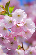 Kirschblüte rosa - cherry blossom 30